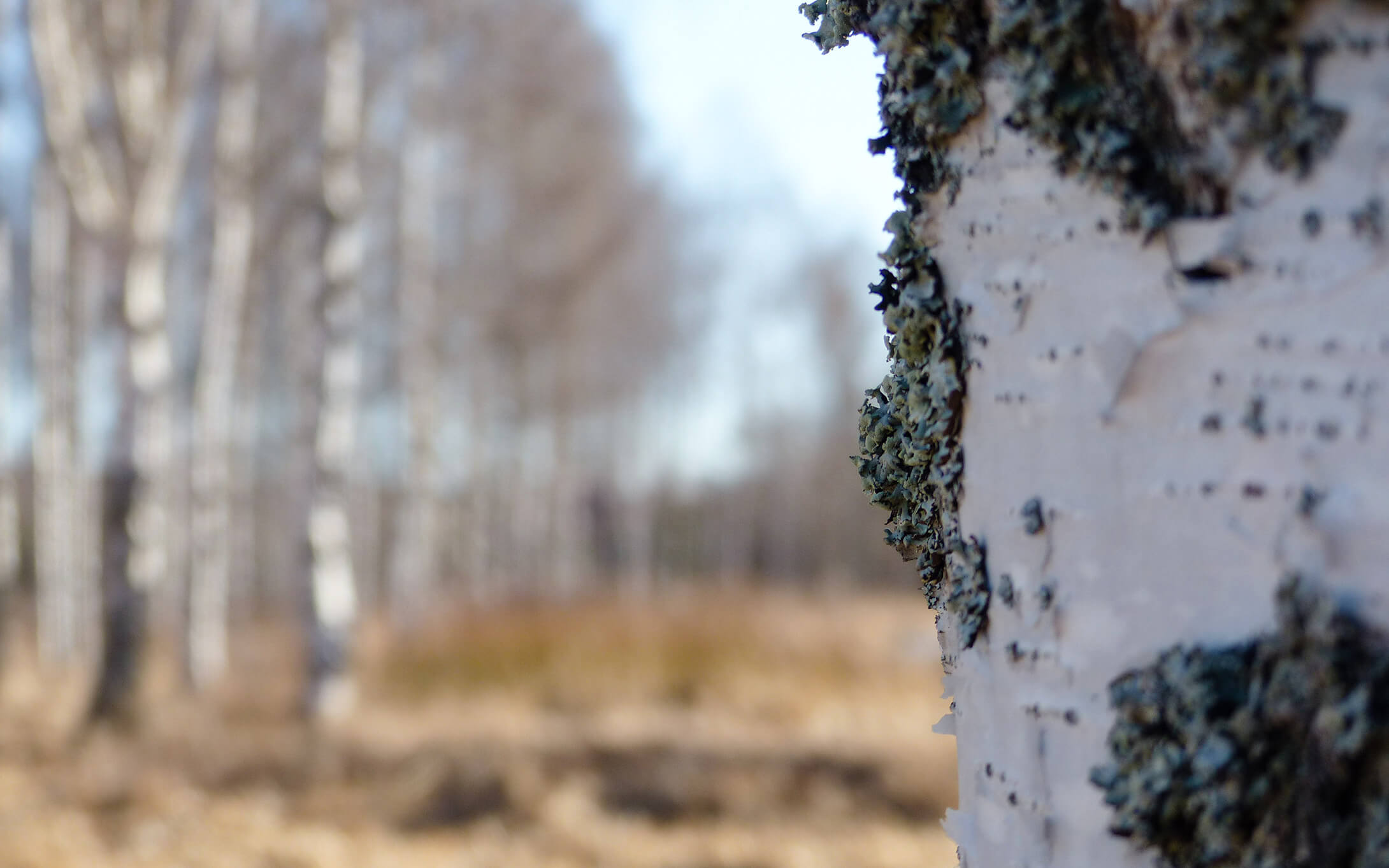 Arctic Birch (Petula Bendula Carelica) - Ruokangas Guitars