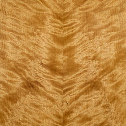 Arctic Birch #1103-C